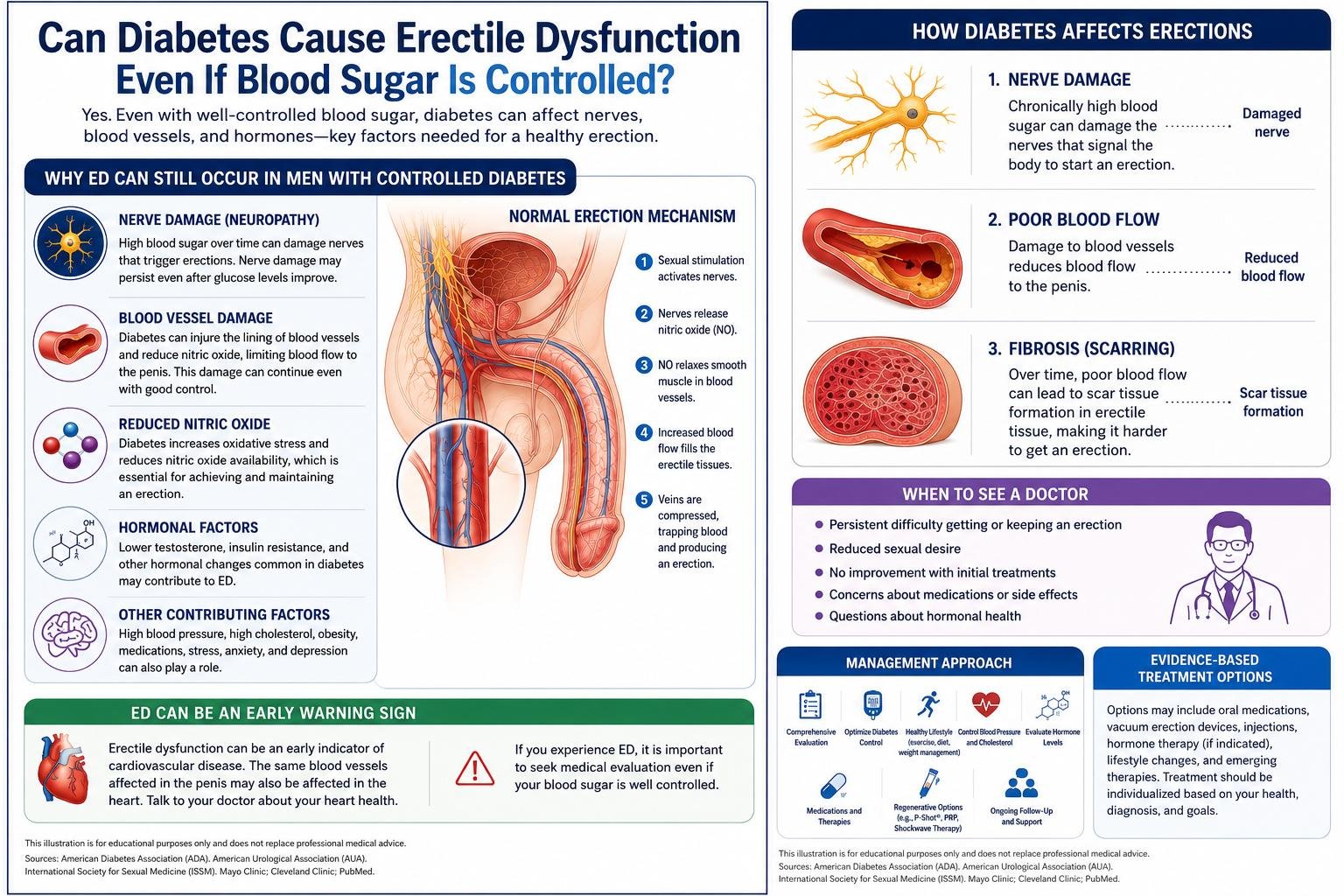 Medical illustration showing the link between diabetes and erectile dysfunction, featuring blood vessel cross-sections and a glucose meter
